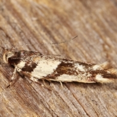 Macrobathra desmotoma at Melba, ACT - 20 Jan 2021 11:32 PM