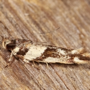 Macrobathra desmotoma at Melba, ACT - 20 Jan 2021