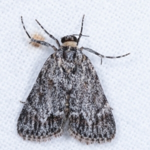 Spectrotrota fimbrialis at Melba, ACT - 21 Jan 2021 12:58 AM