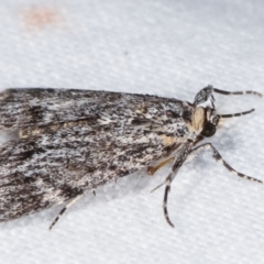 Spectrotrota fimbrialis at Melba, ACT - 21 Jan 2021 12:58 AM