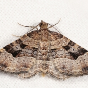 Epyaxa subidaria at Melba, ACT - 21 Jan 2021