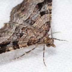 Epyaxa subidaria at Melba, ACT - 21 Jan 2021