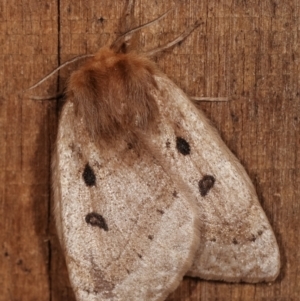 Anthela ocellata at Melba, ACT - 21 Jan 2021