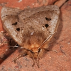 Anthela ocellata at Melba, ACT - 21 Jan 2021