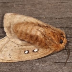 Anthela ocellata at Melba, ACT - 21 Jan 2021