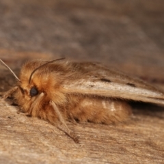 Anthela ocellata at Melba, ACT - 21 Jan 2021