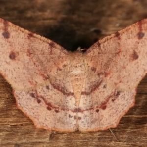 Rhinodia rostraria at Melba, ACT - 21 Jan 2021 11:39 PM