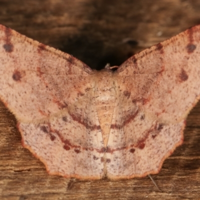 Rhinodia rostraria (Necklace Geometrid) at Melba, ACT - 21 Jan 2021 by kasiaaus