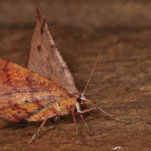 Rhinodia rostraria at Melba, ACT - 21 Jan 2021