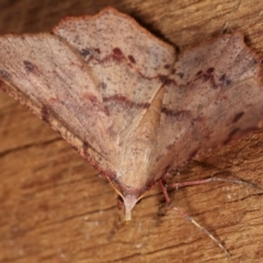 Rhinodia rostraria at Melba, ACT - 21 Jan 2021