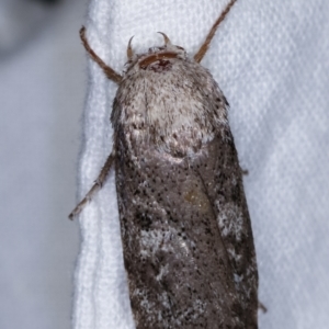 Cryptophasa irrorata at Melba, ACT - 21 Jan 2021 11:41 PM