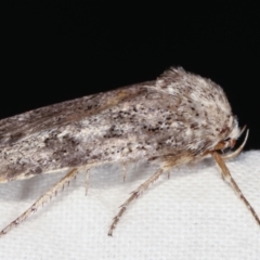 Cryptophasa irrorata at Melba, ACT - 21 Jan 2021