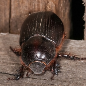 Dasygnathus sp. (genus) at Melba, ACT - 21 Jan 2021