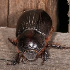Dasygnathus sp. (Rhinoceros beetle) at Melba, ACT - 21 Jan 2021 by kasiaaus