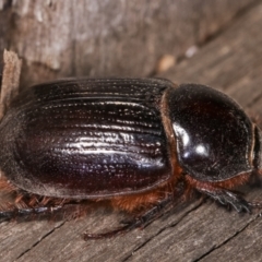 Dasygnathus sp. (genus) at Melba, ACT - 21 Jan 2021