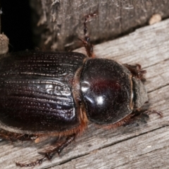 Dasygnathus sp. (genus) at Melba, ACT - 21 Jan 2021