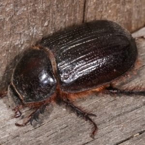 Dasygnathus sp. (genus) at Melba, ACT - 21 Jan 2021