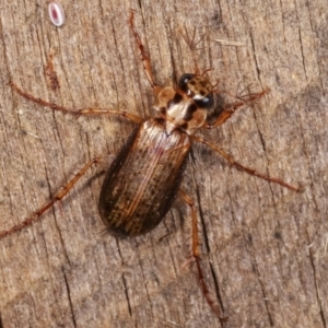 Telura sp. (genus) at Melba, ACT - 21 Jan 2021