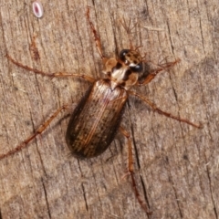 Telura sp. (genus) (A scarab beetle) at Melba, ACT - 21 Jan 2021 by kasiaaus