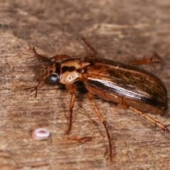 Telura sp. (genus) at Melba, ACT - 21 Jan 2021