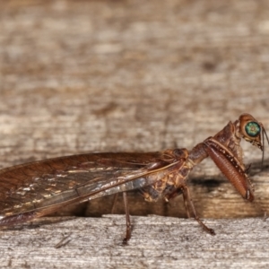 Mantispidae (family) at Melba, ACT - 21 Jan 2021 11:44 PM