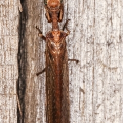 Mantispidae (family) at Melba, ACT - 21 Jan 2021