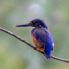 Ceyx azureus (Azure Kingfisher) at Uriarra Village, ACT - 31 Jan 2021 by rawshorty