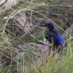 Ceyx azureus at Uriarra Village, ACT - 31 Jan 2021