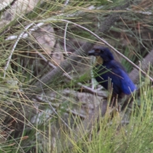 Ceyx azureus at Uriarra Village, ACT - 31 Jan 2021 09:08 AM