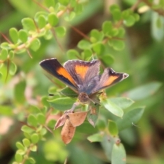 Paralucia aurifera (Bright Copper) at Mongarlowe, NSW - 31 Jan 2021 by LisaH