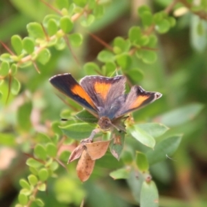 Paralucia aurifera at Mongarlowe, NSW - 31 Jan 2021