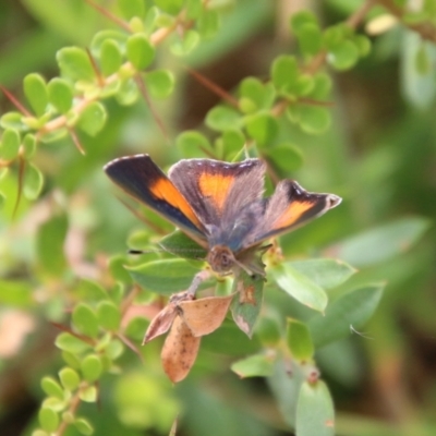 Paralucia aurifera (Bright Copper) at Mongarlowe River - 31 Jan 2021 by LisaH