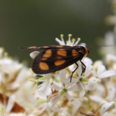 Asura cervicalis (Spotted Lichen Moth) at Mongarlowe River - 31 Jan 2021 by LisaH