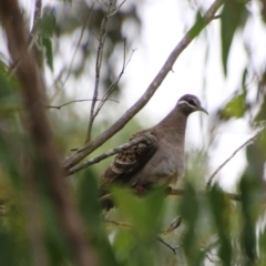 Phaps chalcoptera (Common Bronzewing) at QPRC LGA - 31 Jan 2021 by LisaH