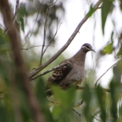 Phaps chalcoptera (Common Bronzewing) at Mongarlowe River - 31 Jan 2021 by LisaH