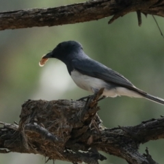 Myiagra rubecula (Leaden Flycatcher) at Ainslie, ACT - 30 Jan 2021 by jb2602