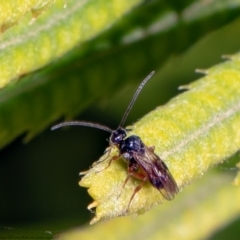 Cotesia glomerata (Glomerata Wasp) at Macgregor, ACT - 31 Jan 2021 by Roger