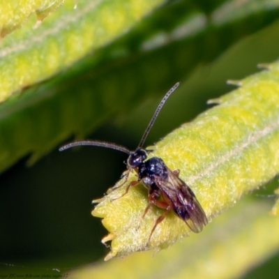 Cotesia glomerata (Glomerata Wasp) at Macgregor, ACT - 31 Jan 2021 by Roger