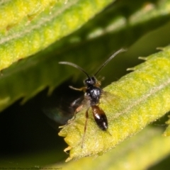 Cotesia glomerata at Macgregor, ACT - 31 Jan 2021