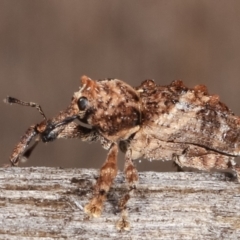 Orthorhinus klugii at Melba, ACT - 21 Jan 2021