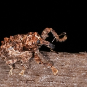 Orthorhinus klugii at Melba, ACT - 21 Jan 2021