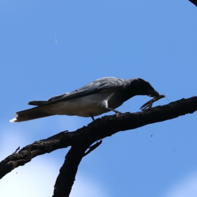 Coracina novaehollandiae (Black-faced Cuckooshrike) at Mount Ainslie - 30 Jan 2021 by jb2602
