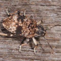 Rhinaria sp. (genus) (Unidentified Rhinaria weevil) at Melba, ACT - 21 Jan 2021 by kasiaaus