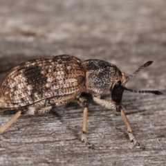 Rhinaria sp. (genus) at Melba, ACT - 21 Jan 2021 11:48 PM