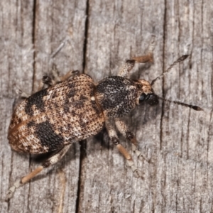 Rhinaria sp. (genus) at Melba, ACT - 21 Jan 2021 11:48 PM