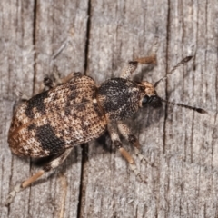 Rhinaria sp. (genus) at Melba, ACT - 21 Jan 2021