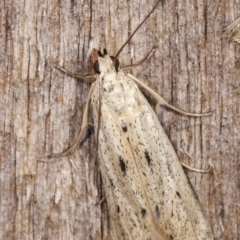 Unidentified Concealer moth (Oecophoridae) (TBC) at Melba, ACT - 21 Jan 2021 by kasiaaus