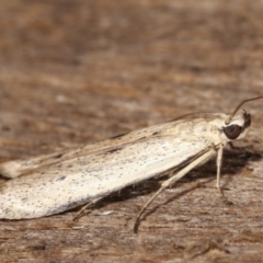 Blastobasis (genus) at Melba, ACT - 21 Jan 2021