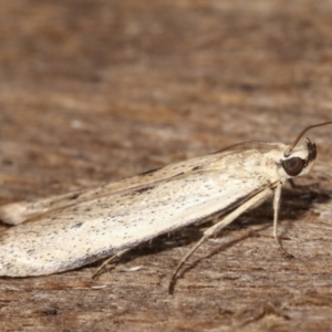 Blastobasis (genus) at Melba, ACT - 21 Jan 2021