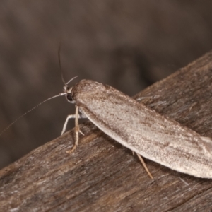 Oecophoridae provisional group 2 at Melba, ACT - 21 Jan 2021